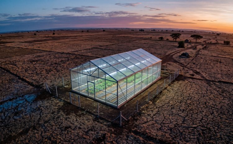  Kenya Cut Fertilizer 69% And Vegetables Still Went Up 30%. Here Is Why.