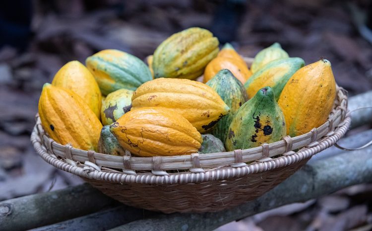  Côte d’Ivoire Cut Its Farmers. Ghana Wrote Them Into Law.