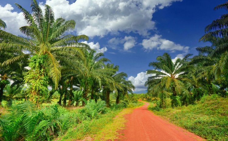  Cameroon’s Soap Conquered Nigeria. Now It Needs the Oil.
